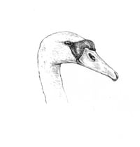 swan