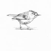 goldcrest