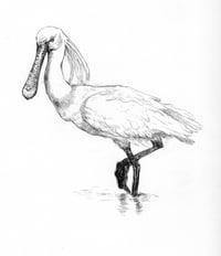 spoonbill