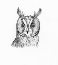 long-eared owl