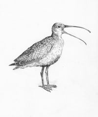 curlew