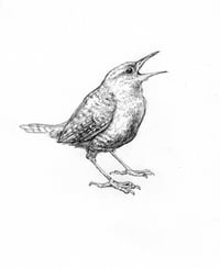 wren
