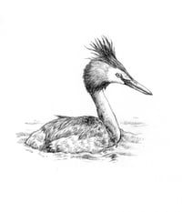 great crested grebe