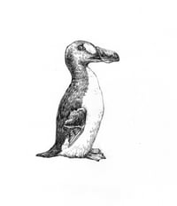 great auk