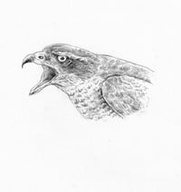 goshawk