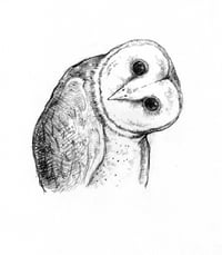 barn owl