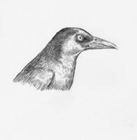 grackle