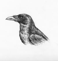 carrion crow
