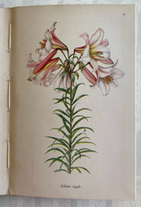 Image 5 of A book of Lilies A Vintage king Penguin Book