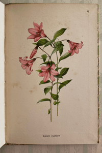 Image 4 of A book of Lilies A Vintage king Penguin Book