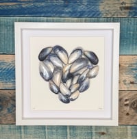 North Devon Mussel shell heart 