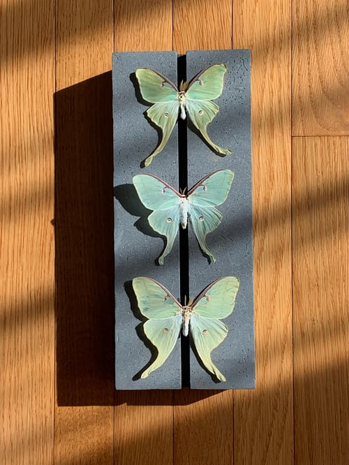 Image of Luna Moth