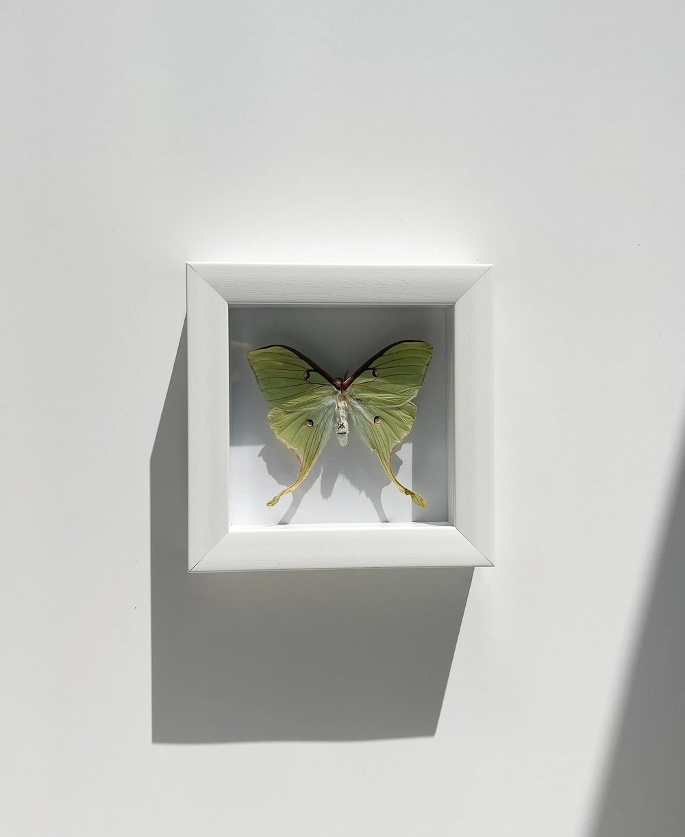 Image of Luna Moth
