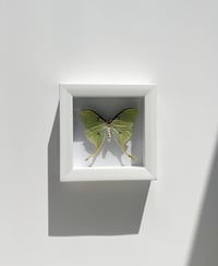 Image 2 of Luna Moth