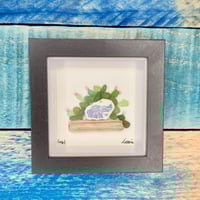 Seaglass succulent plant 