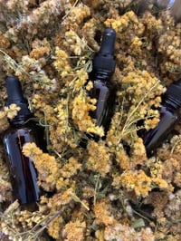 LIBER-TEA Goldenrod Tincture