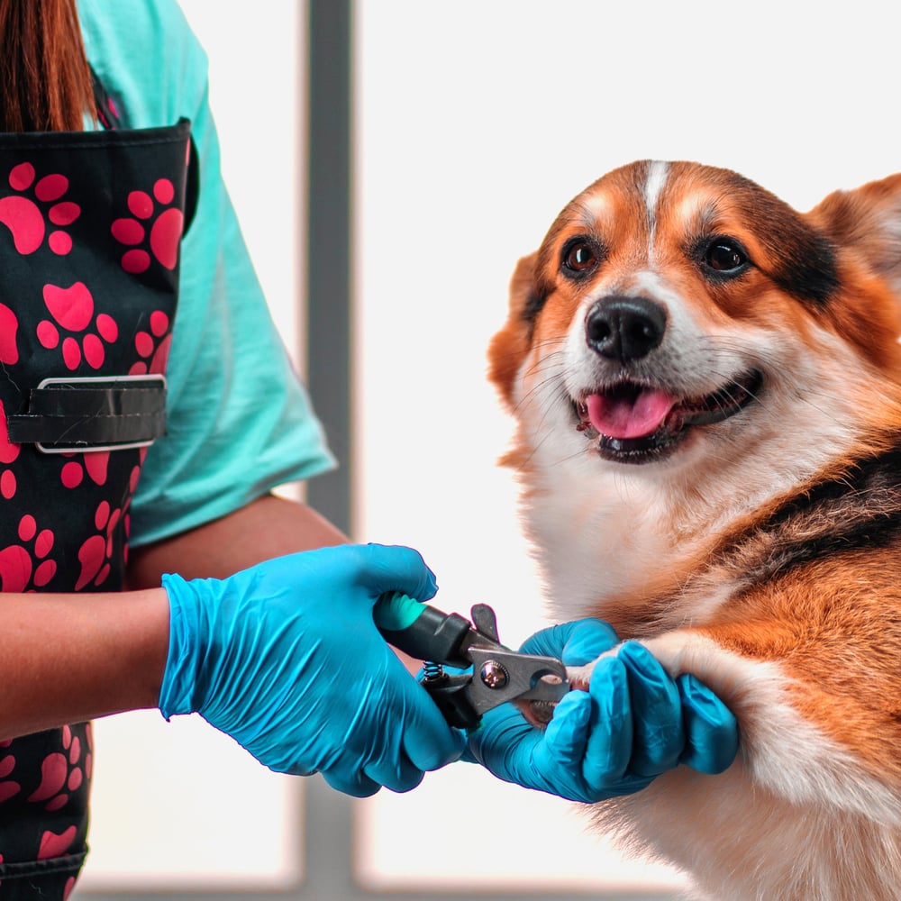 Image of GP40-4mil Disposable Blue Nitrile Gloves (1 Case, 1000 Gloves)