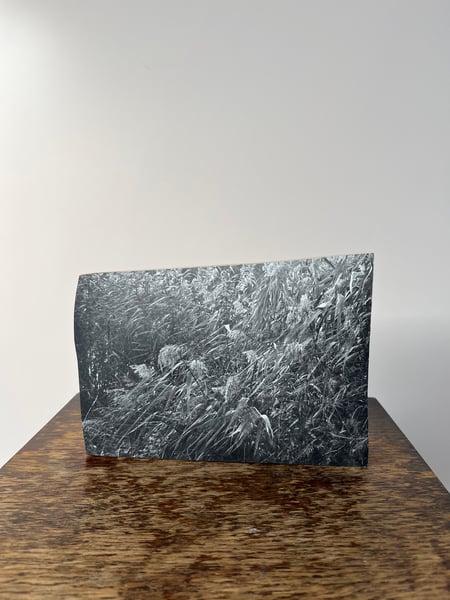 Image of Photo Fragment “Tumbling Reeds”