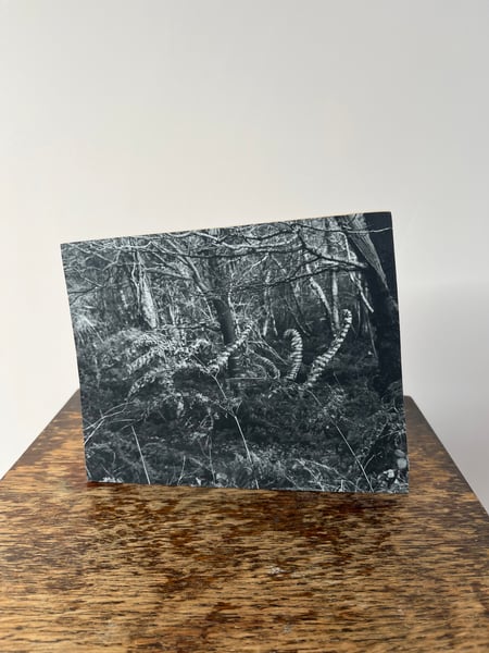 Image of Photo Fragment “Fern, Shapwick Heath”