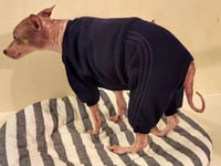 Image 2 of Sweat Suit - Black