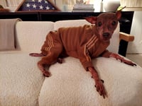 Image 1 of Sweat Suit - Camel