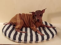 Image 3 of Sweat Suit - Camel