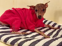 Image 4 of Sweat Suit - Red