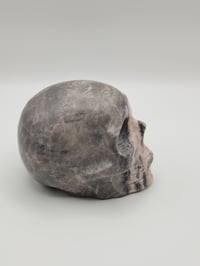 Image 2 of Pink Zebra Skull