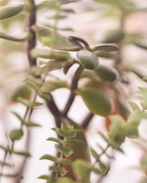Image of Botanical Engraved Signet ring (made in silver or 9ct gold)