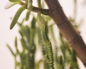 Image of Botanical Engraved Signet ring (made in silver or 9ct gold)