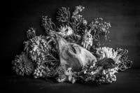 custom for lavender fairy