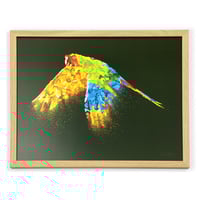 Image 5 of Ara | 40 x 30 cm