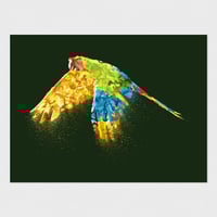 Image 1 of Ara | 40 x 30 cm