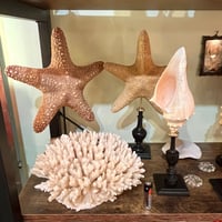 Image 2 of Ancien gros corail blanc buisson naturel Cabinet de curiosités 