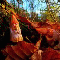 Image 1 of Carve a Wood Spirit in the Flat Plane Style