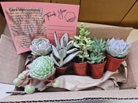 Image 2 of Monthly Mini Succulent Subscription!