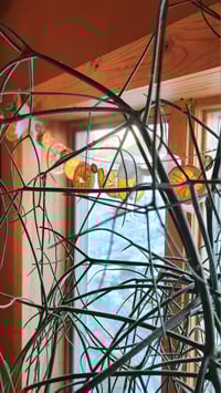 Image 1 of Citrus Garland