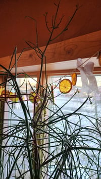 Image 2 of Citrus Garland