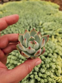 Image 3 of Monthly Mini Succulent Subscription!