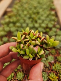 Image 4 of Monthly Mini Succulent Subscription!