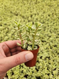 Image 5 of Monthly Mini Succulent Subscription!