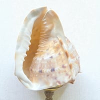 Image 6 of Lampe coquillage Cassis Cornuta sur socle en bronze - Veilleuse coquillage