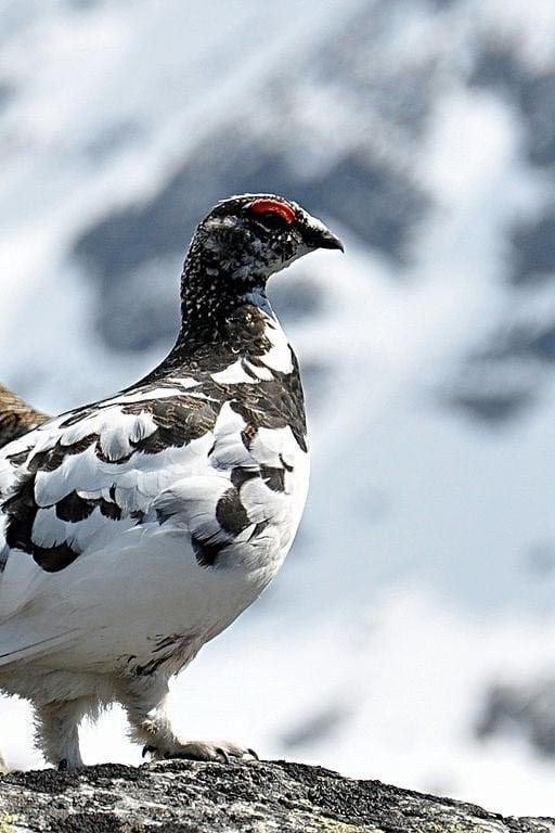 Ptarmigan - Featherspin PTARMIGAN - Featherspin Throw