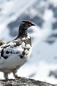 Image 1 of The Ptarmigan 