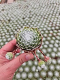 Image 6 of Monthly Mini Succulent Subscription!