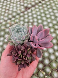 Image 10 of Monthly Mini Succulent Subscription!