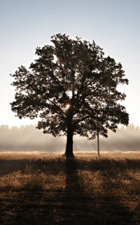 Image 1 of The Dumb Bird 