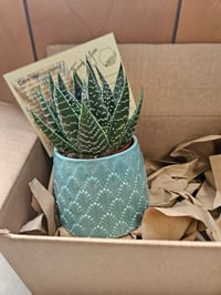 Image 2 of Monthly Cacti in Decorative Pottery Subscription!