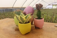 Image 4 of Monthly Cacti in Decorative Pottery Subscription!