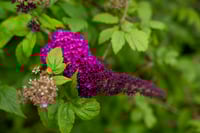 merry-go-round (Digital)